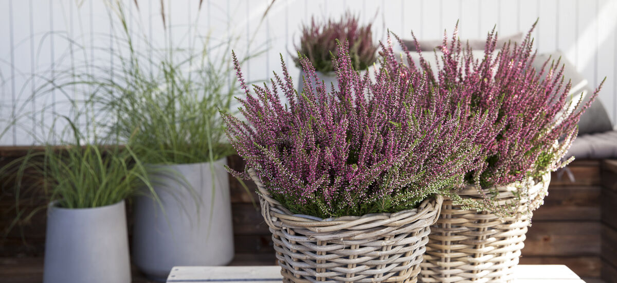 calluna lyng i kurv_høst