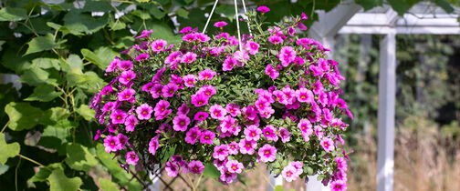 Blomster