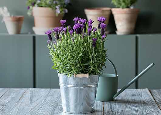 Lavendel i sinkpotte Lavendel i sinkpotte