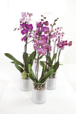 rosa phalaenopsis orkideer i potte