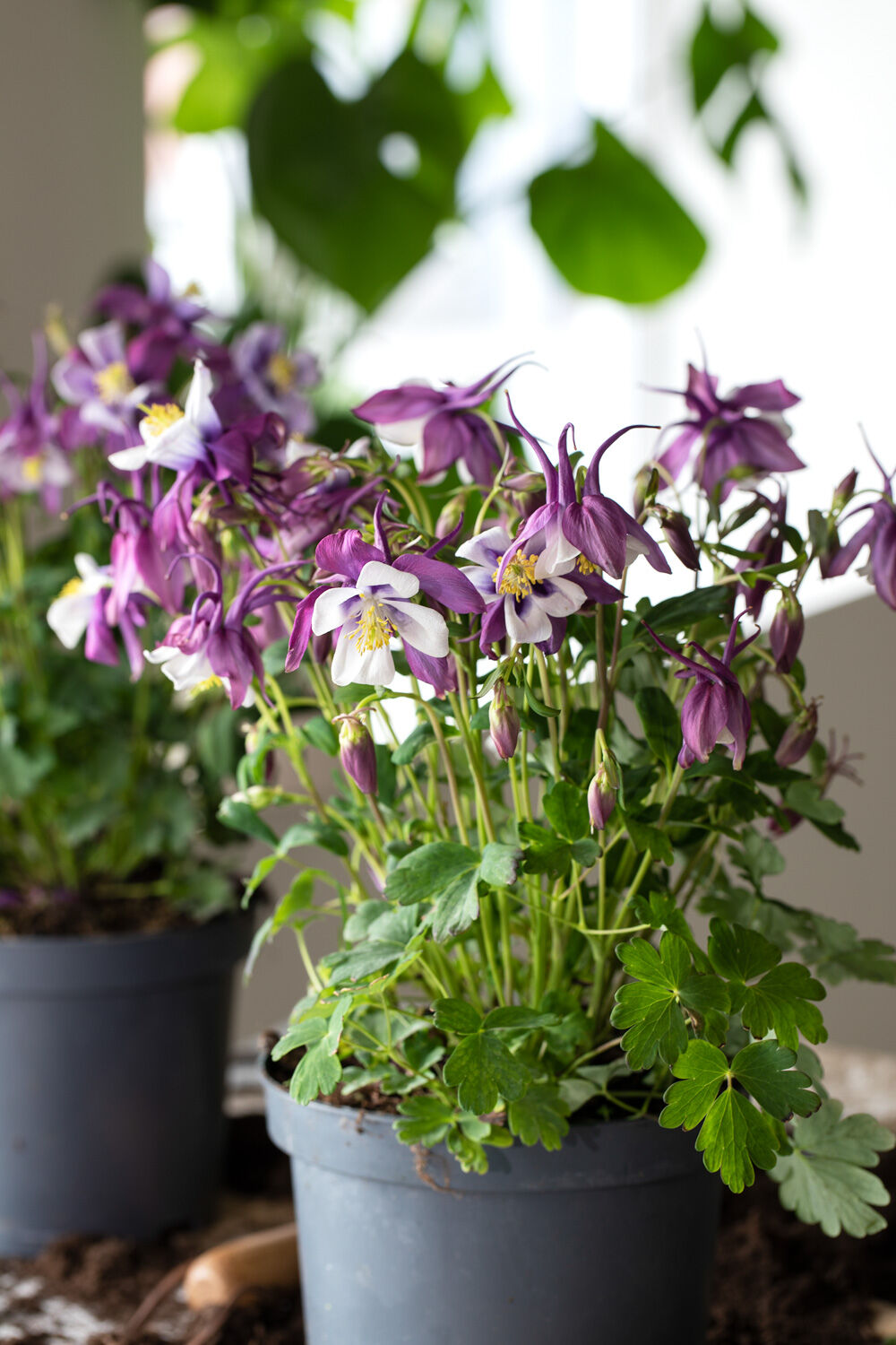 vakre bl&aring; akeleier