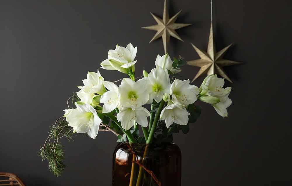 amaryllis med silkefuru i glassvase amaryllis med silkefuru i glassvase
