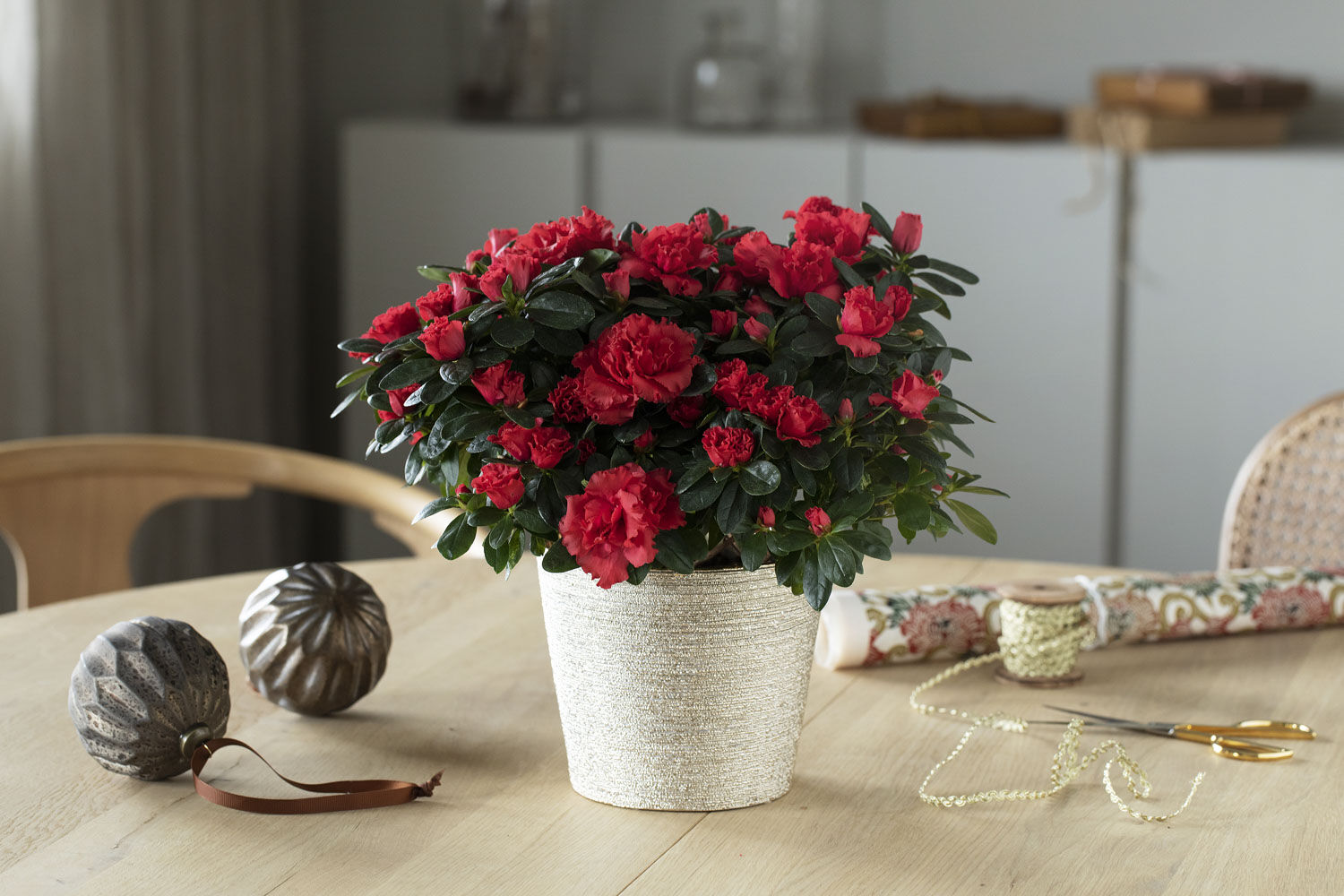 rød azalea skaper deilig julestemning rød azalea skaper deilig julestemning