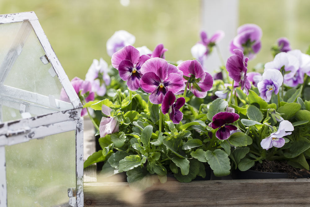 Rosa viola Rosa viola