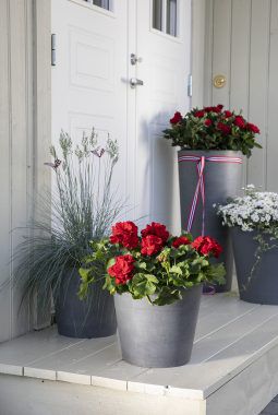 blomster i rødt, hvitt og grønt til nasjonaldagen blomster i rødt, hvitt og grønt til nasjonaldagen