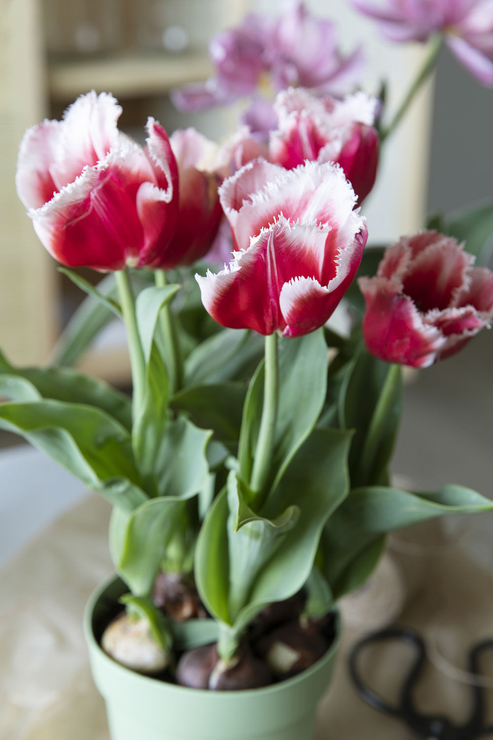Tulipaner løkblomst Tulipaner løkblomst