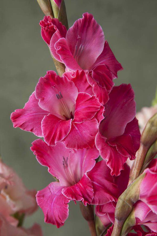 Rosa gladiol
