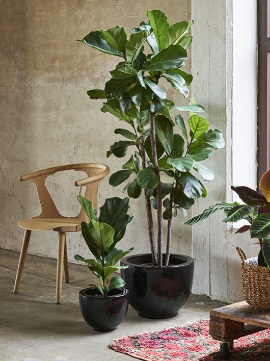fiolinfiken i potte_grønne planter fiolinfiken i potte_grønne planter
