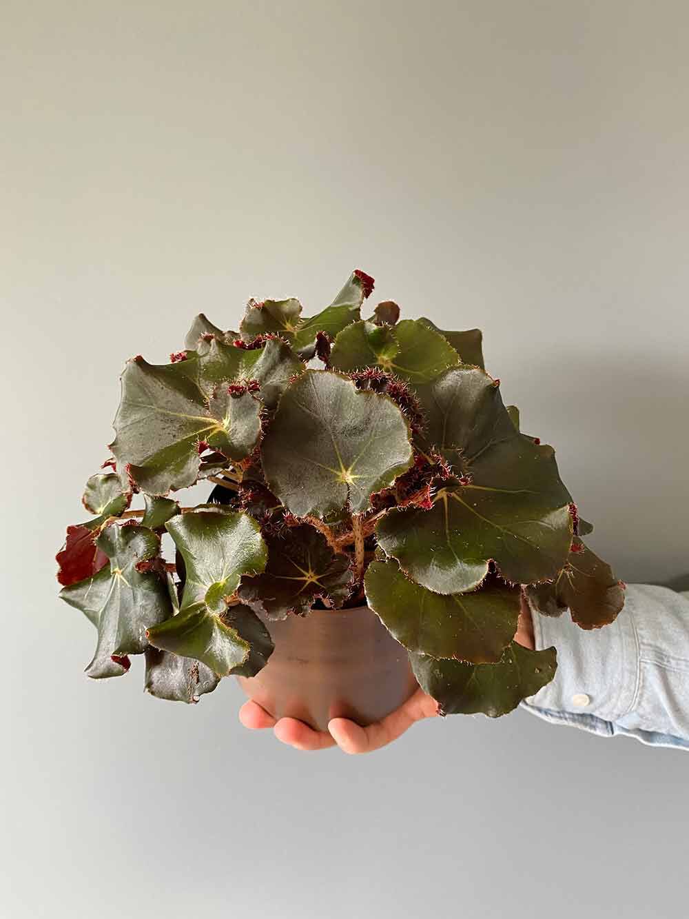 Begonia Rex Begonia Rex