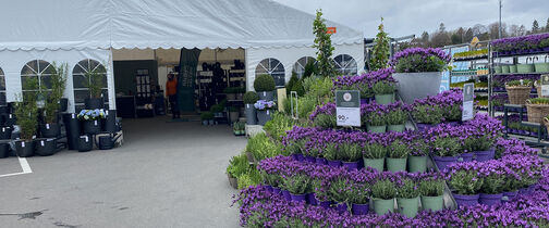 Blomstermarked ute Mester Grønn