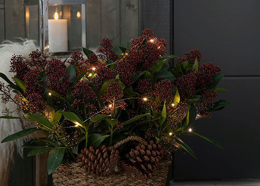 Skimmia Skimmia