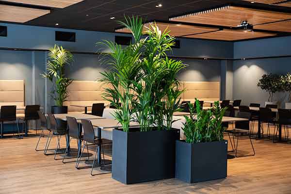 Grønne planter på kontoret Grønne planter på kontoret