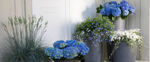 Skap et blomstrende og vakkert inngangsparti