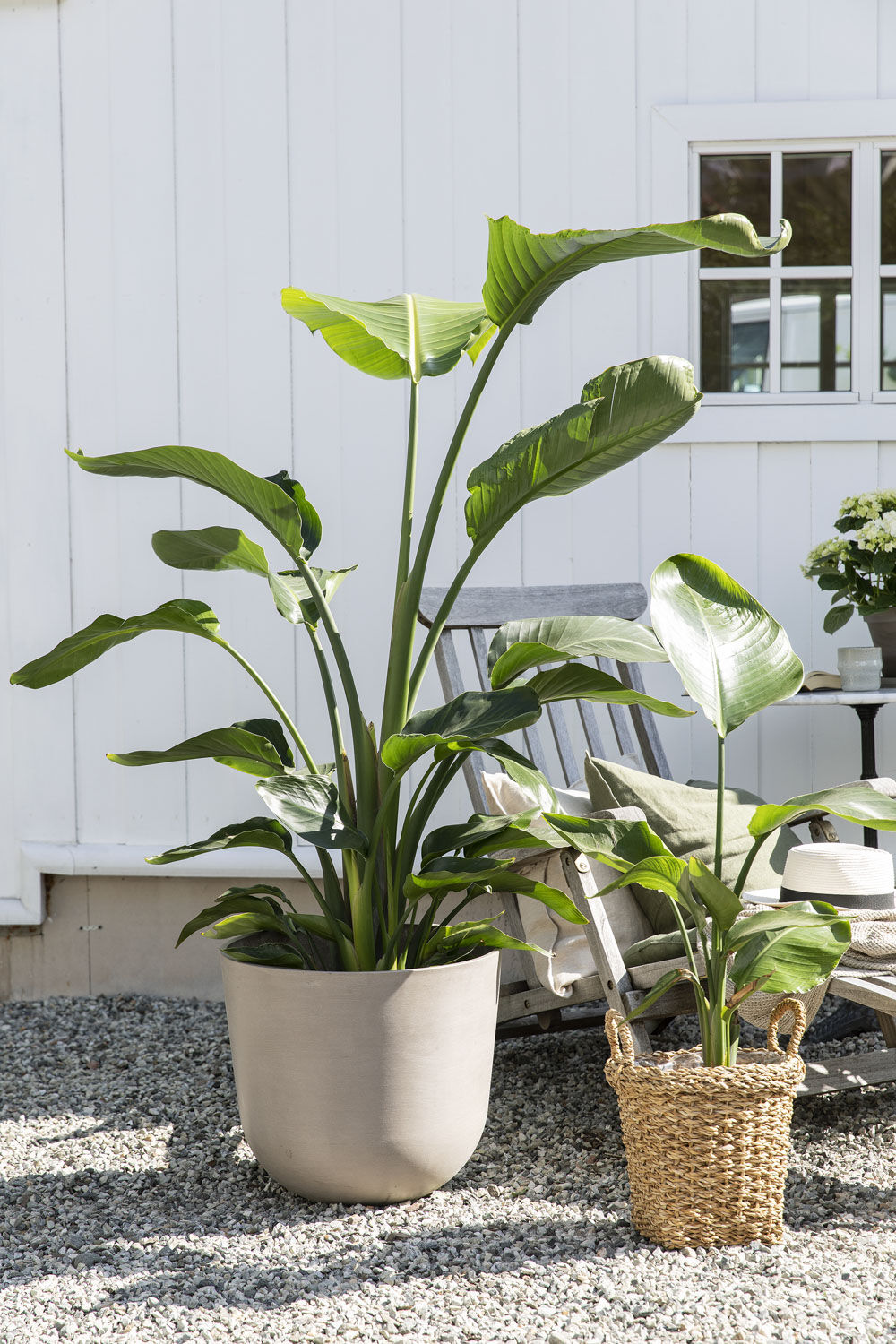 Store flotte strelitzia