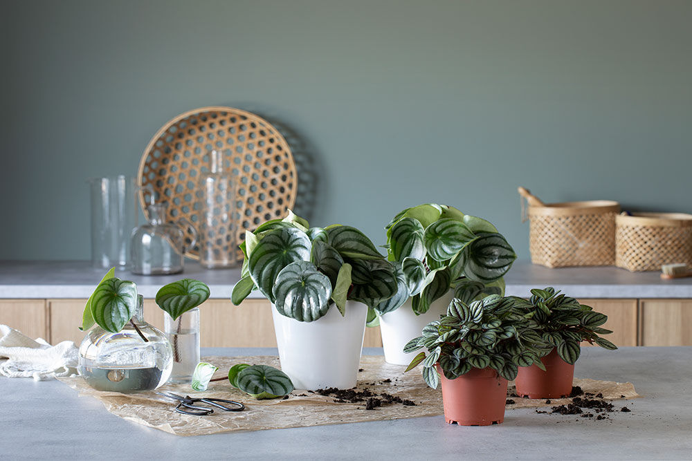 Peperomia Peperomia
