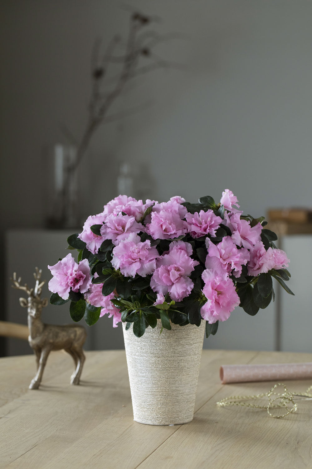 Azalea Azalea