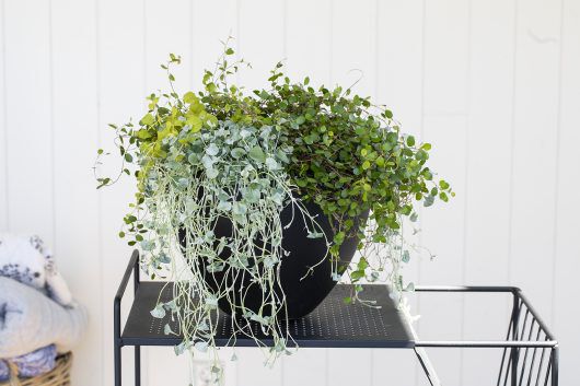 Sommergrønt, eføy, Muehlenbechia, Glechoma, krypfredløs, og Dichondra Sommergrønt, eføy, Muehlenbechia, Glechoma, krypfredløs, og Dichondra