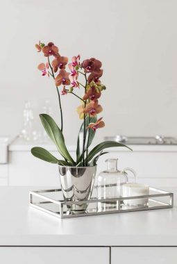 phalaenopsis orkide i miljø phalaenopsis orkide i miljø