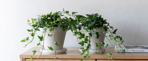 efoy er en populær og lettstelt plante