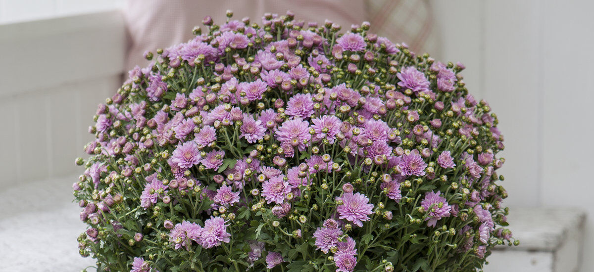 rosa_frilandskrysantemum_høst