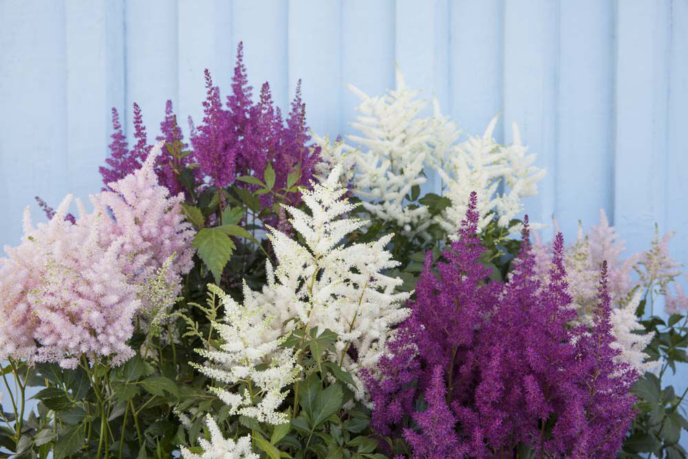 Astilbe i flere ulike farger. Astilbe i flere ulike farger.