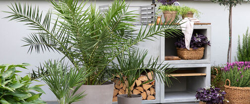 Terrassepalmer, chamaerops