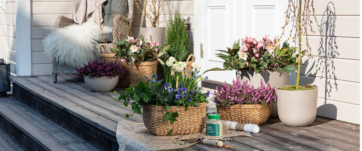 Vårblomster på trappen