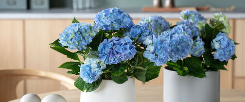 Hortensia 