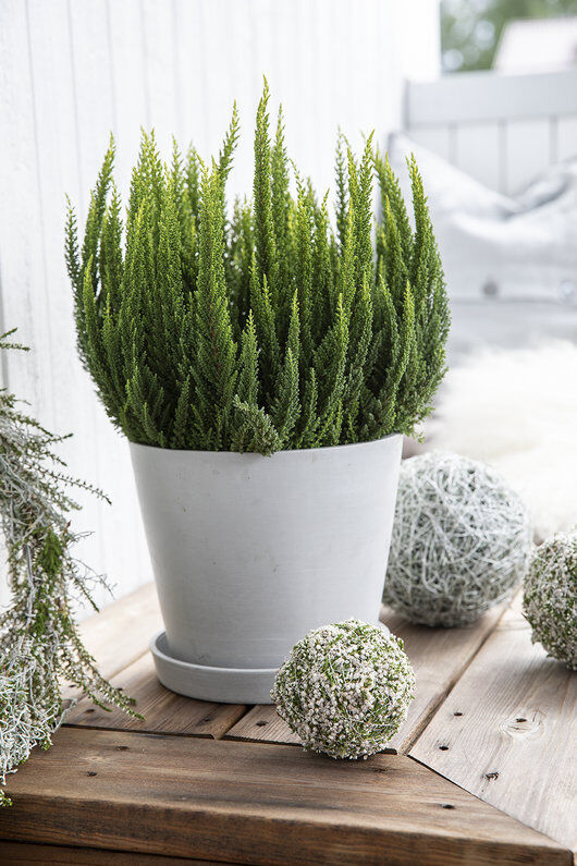 Calluna Lyng