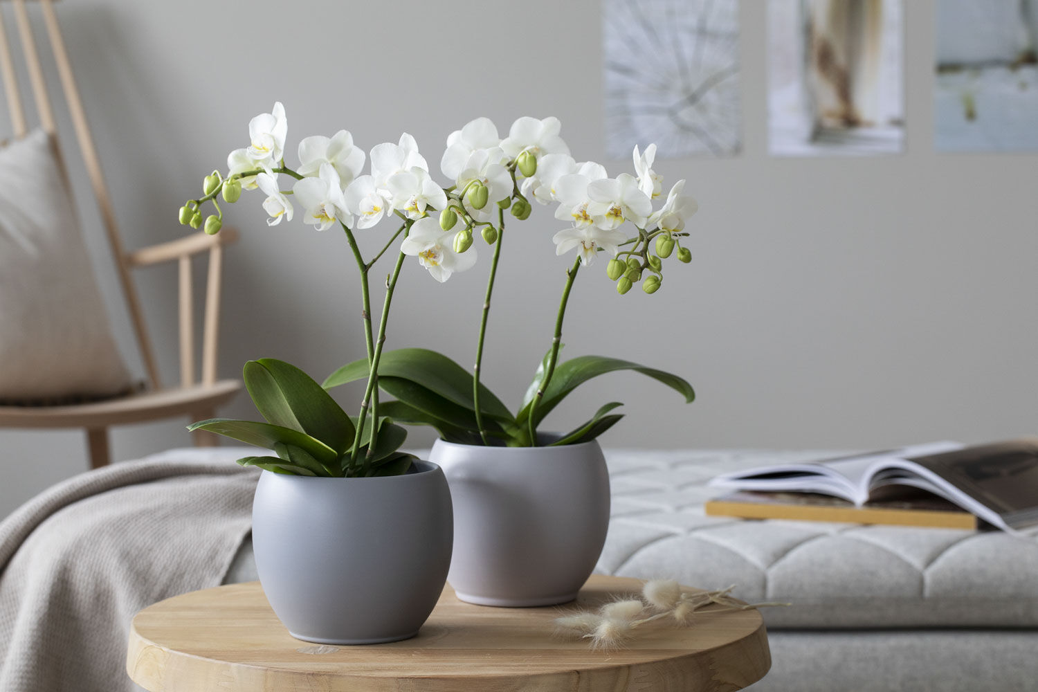 phalaenopsis orkide phalaenopsis orkide