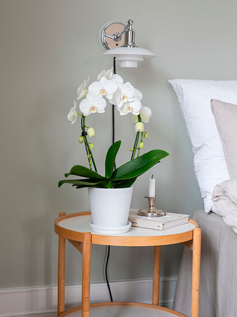 Phalaenopsis orkide