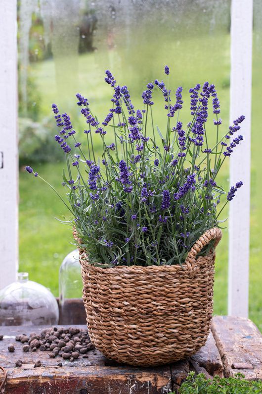 Lavendel 'Hidcote' i kurv