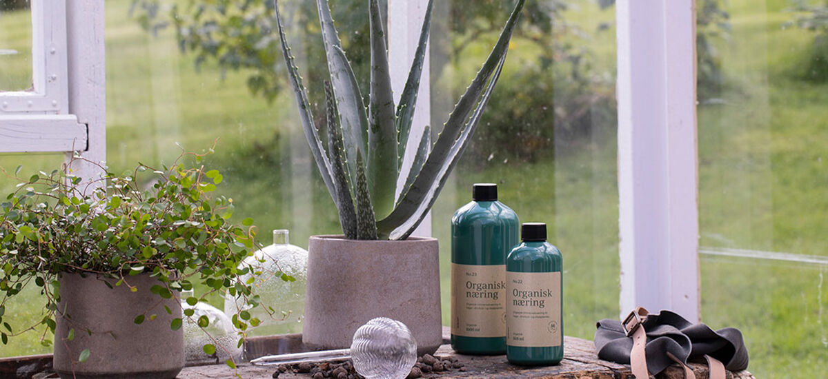 Aloe Vera