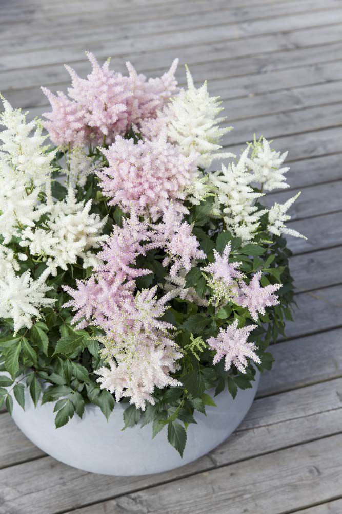 Lys rosa astilbe i potte Lys rosa astilbe i potte