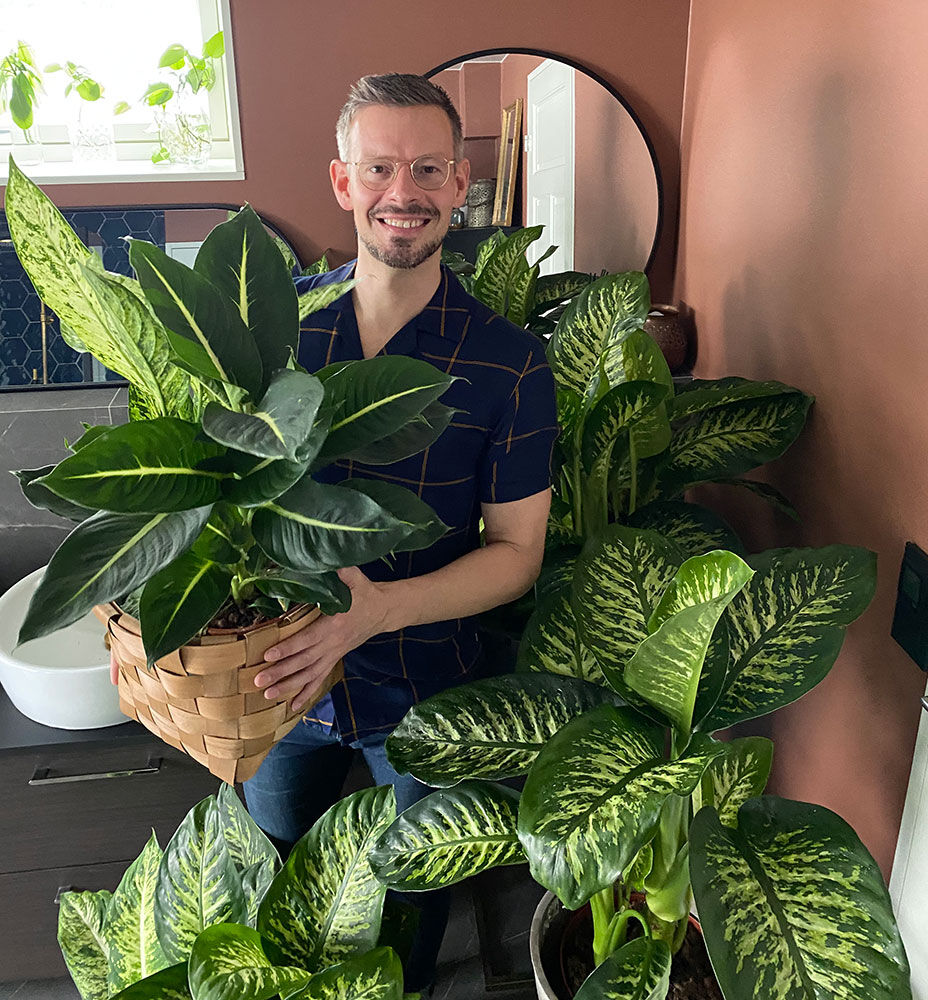 Dieffenbachia Dieffenbachia