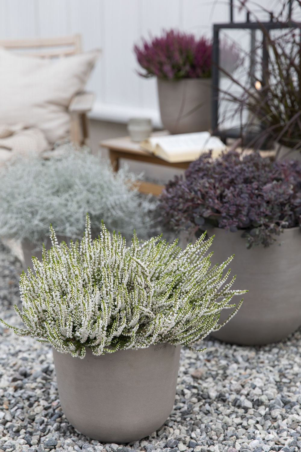 Høstblomster Høstblomster