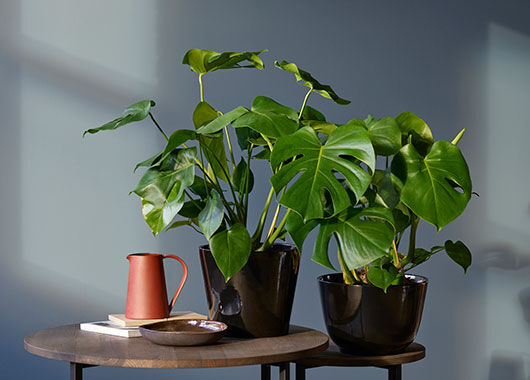 Monstera Monstera
