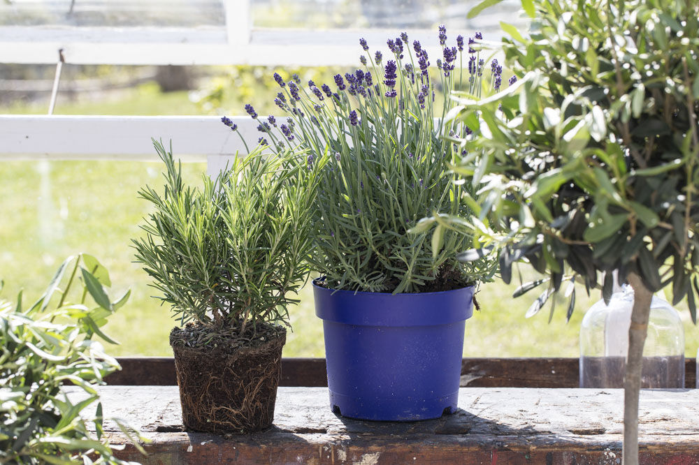 Lavendel, rosmarin og oliven Lavendel, rosmarin og oliven