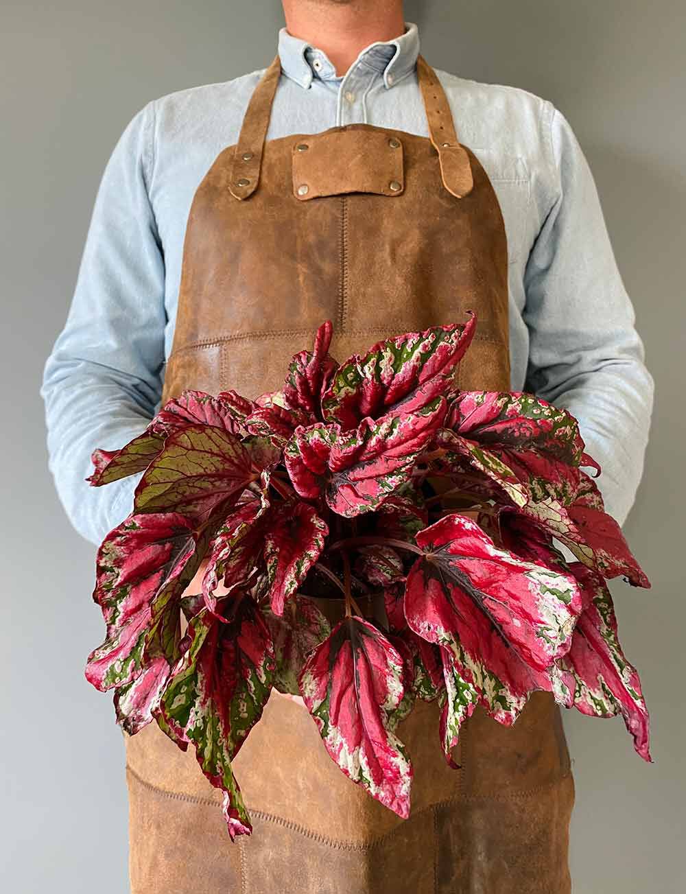 Begonia Rex Begonia Rex