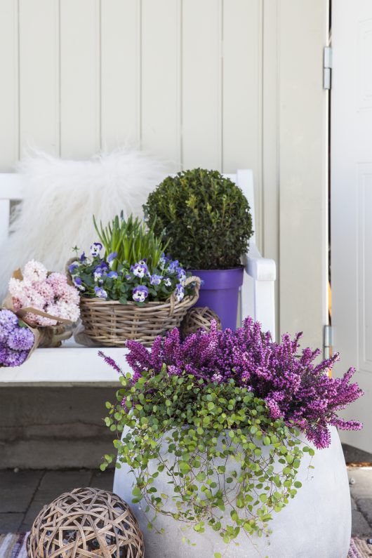 blomster som tåler kulde blomster som tåler kulde