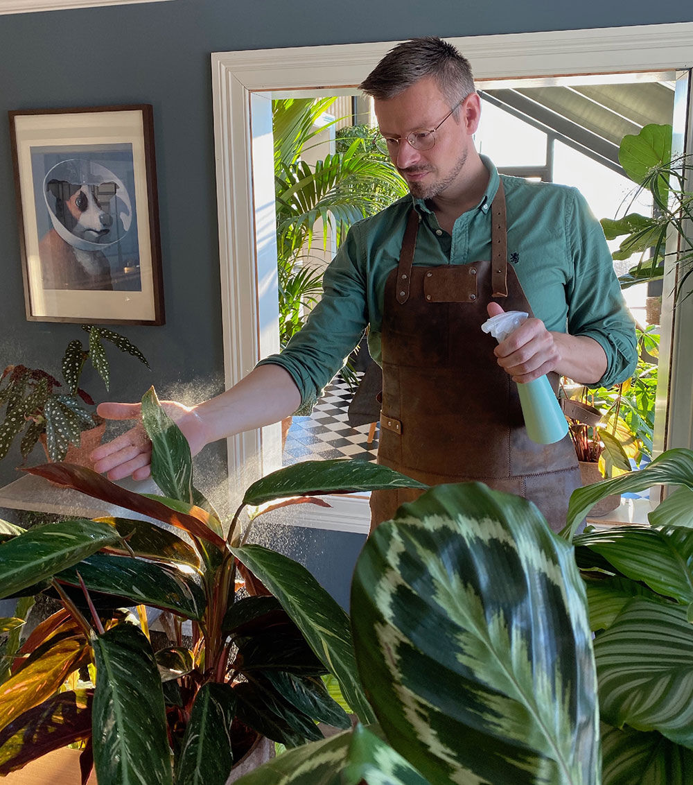 Spraye Calathea med grønnsåpevann Spraye Calathea med grønnsåpevann