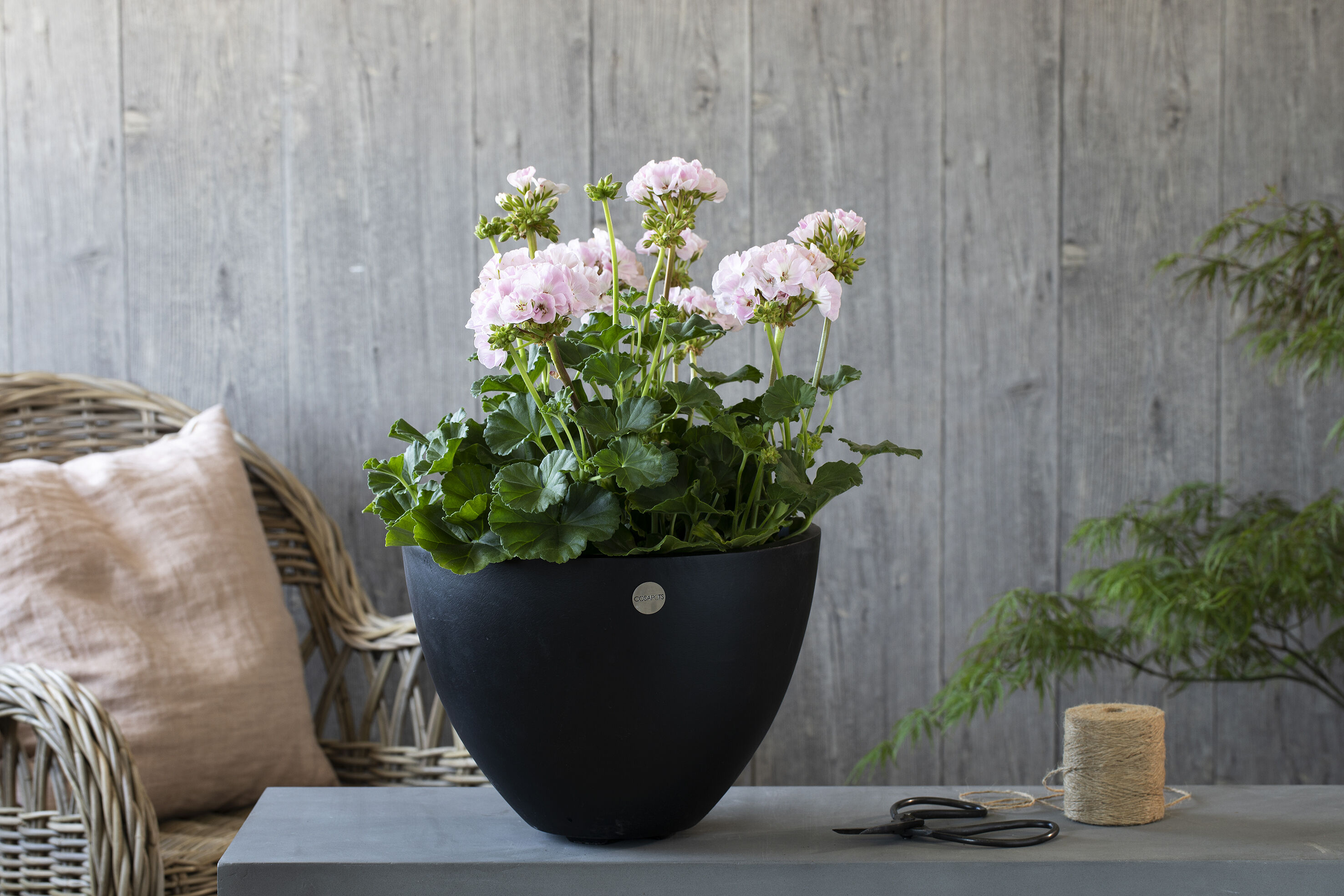 Pelargonia dronning Ingrid Pelargonia dronning Ingrid