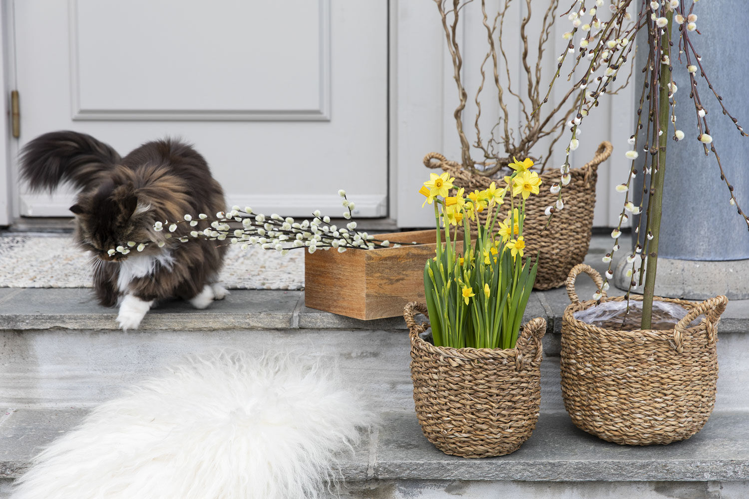 viola og narciss er vårblomster viola og narciss er vårblomster