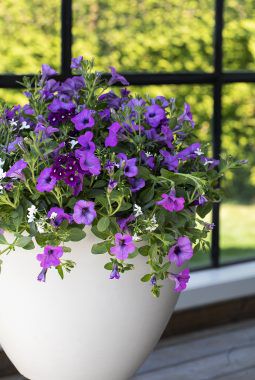 sommerblomster i ecopot sommerblomster i ecopot