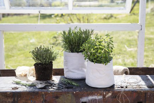 Krydderurter i Grow-in potter. Rosmarin, oregano og mynte. Krydderurter i Grow-in potter. Rosmarin, oregano og mynte.