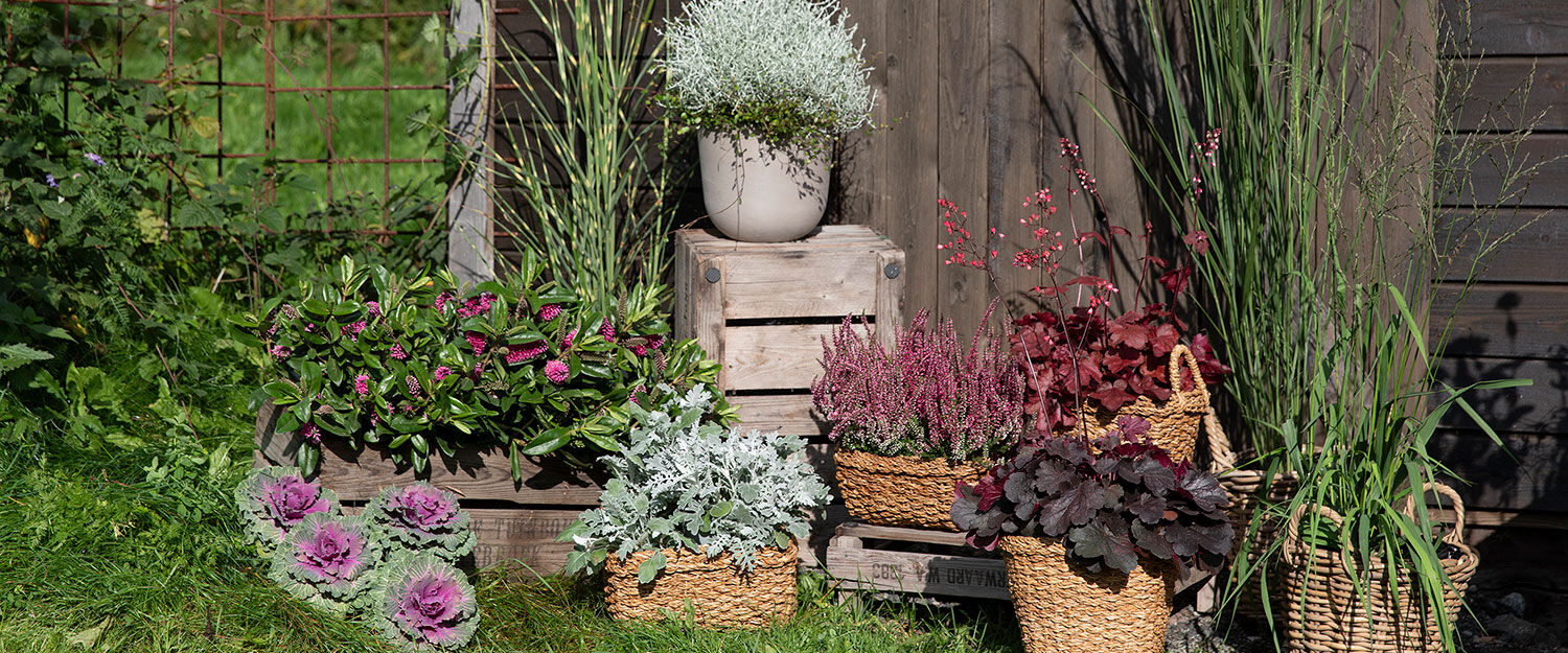 høstblomster ute i miljø