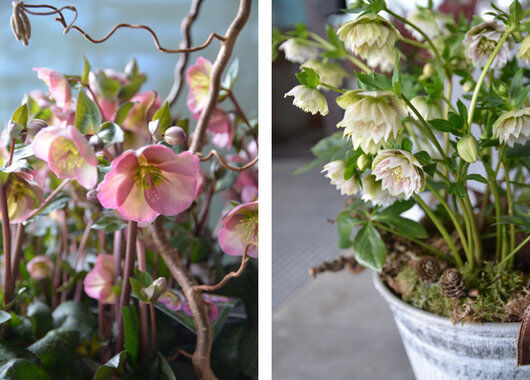Julerose kommer i ulike fargenyanser av hvitt og rosa Julerose kommer i ulike fargenyanser av hvitt og rosa