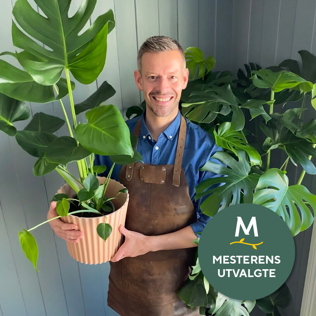 Monstera arcticgardener Monstera arcticgardener