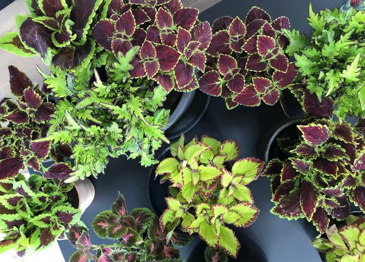 Coleus praktspragle Coleus praktspragle