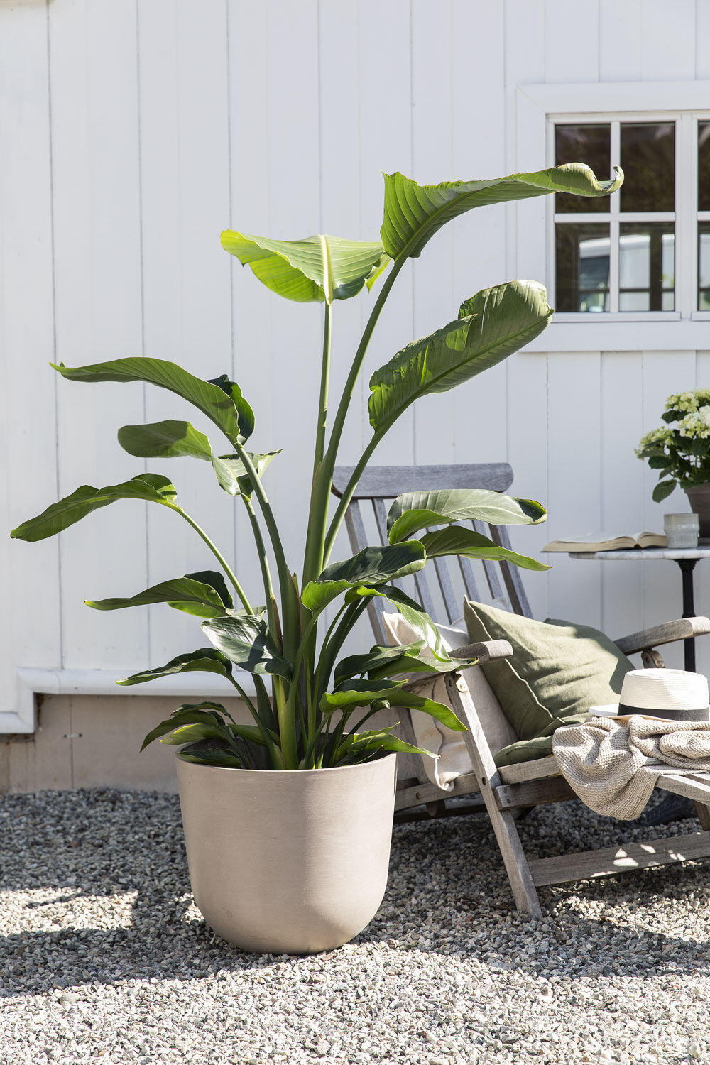 Strelitzia i Ecopots Oslo Strelitzia i Ecopots Oslo